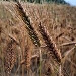 Triticum monococcum Frugt