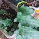 Arum italicum ഇല
