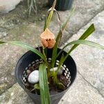 Maxillaria egertoniana Кветка