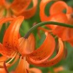 Lilium debile Flower