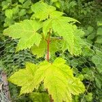 Acer acuminatum পাতা