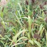 Setaria italica عادت داشتن