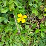 Sphagneticola trilobata Flor