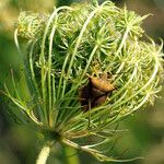 Daucus carota 果實