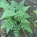 Dryopteris carthusiana برگ