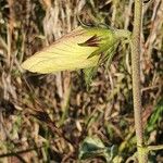 Hibiscus lunariifolius Outro