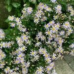 Aster ageratoides Flor