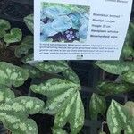 Asarum maximum Blad