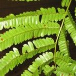 Pseudopiptadenia psilostachya Yaprak