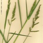 Echinochloa oryzoides Outro