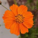 Cosmos caudatusফুল