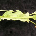 Crotalaria alata Habit