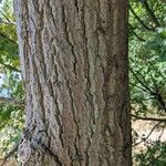 Quercus × rosacea Bark