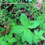 Galium circaezans Blad