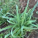 Allium commutatumLeaf