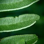 Pteris linearis Leaf