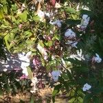 Jasminum polyanthum Kukka