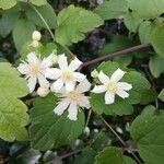 Clematis virginiana Flor
