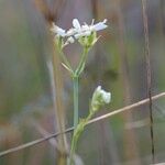 Orlaya grandiflora 樹皮