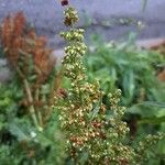 Rumex crispusFlor