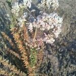 Eriogonum fasciculatum Blüte