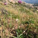 Allium acutiflorum फूल