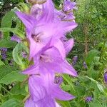 Campanula latifoliaFlower