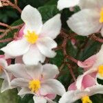 Begonia incarnata Blomst