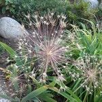 Allium cristophii Blomma