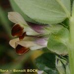 Vicia johannis Flower
