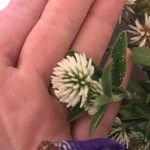Trifolium michelianum Λουλούδι