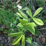 Baptisia alba पत्ता