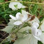 Rubus procerus फूल