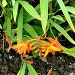 Crocosmia × crocosmiiflora Liść