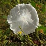 Ipomoea alba Fleur