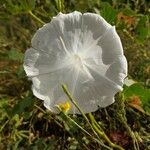 Ipomoea alba Blüte