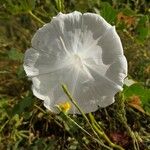 Ipomoea alba 花