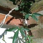 Passiflora caerulea Blad