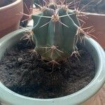 Ferocactus latispinus Лист