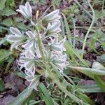 Ornithogalum nutans Кветка