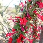 Ipomopsis rubra Flower