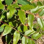 Oregon GrapeBlad