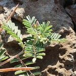 Indigofera brevicalyx Leaf