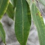 Agarista salicifolia Leaf