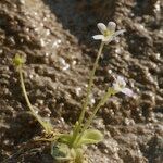 Pinguicula crystallina Habit