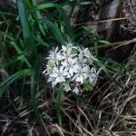 Allium tuberosum Λουλούδι