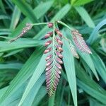 Crocosmia aurea Flor