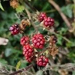 Rubus vestitus Frucht