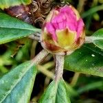 Rhododendron uvariifolium Flor