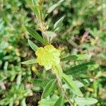 Heimia salicifolia പുഷ്പം